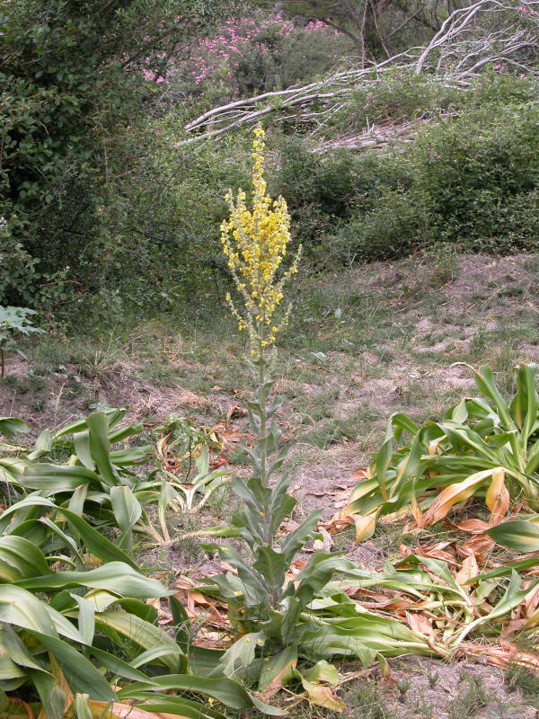 Verbascum pulverulentum / Verbasco a candelabro